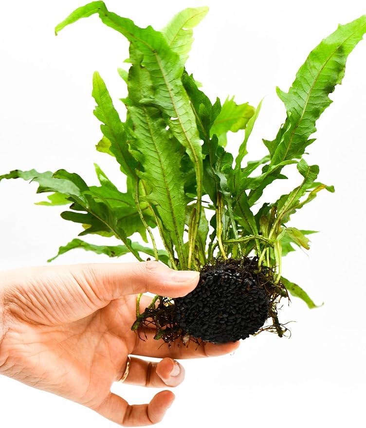 Java Fern Live Aquarium Plants – Windelov, Narrow Leaf & More– Easy Aquascaping Plants for Freshwater Tanks, Low Light, No CO₂ (Java Fern Lionfish on Nutripad)