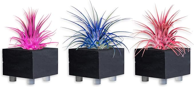 Air Plants - Tillandsia Ionantha - Organically Enhanced Color - Live Arrival Guaranteed - House Plants for Home Decor & Gift (Pink_Coral_Blue_Mix_3pk+3_Black_Planters)
