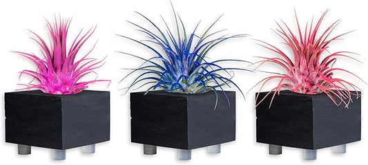 Air Plants - Tillandsia Ionantha - Organically Enhanced Color - Live Arrival Guaranteed - House Plants for Home Decor & Gift (Pink_Coral_Blue_Mix_3pk+3_Black_Planters)