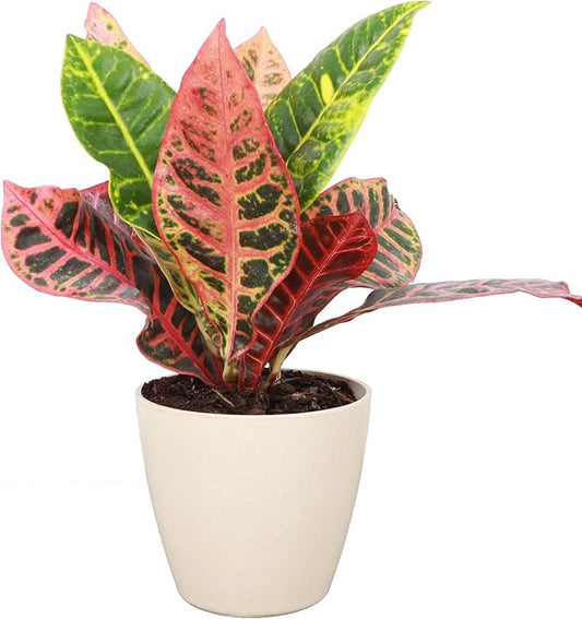 Thorsen's Greenhouse Live Petra Croton Plant, Codiaeum Variegatum, Colorful Foliage, Live Indoor Houselant (Natural, 4-inch Pot)