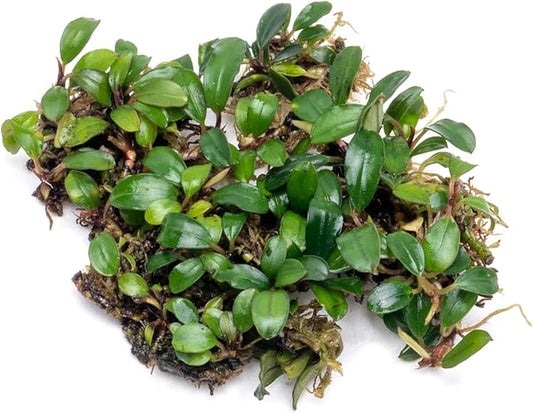 SubstrateSource Bucephalandra Mini Coin Live Aquarium Plant - Natural Freshwater Fish Tank Decorations and Aquatic Decor (Small Clump (3-5 Plants))