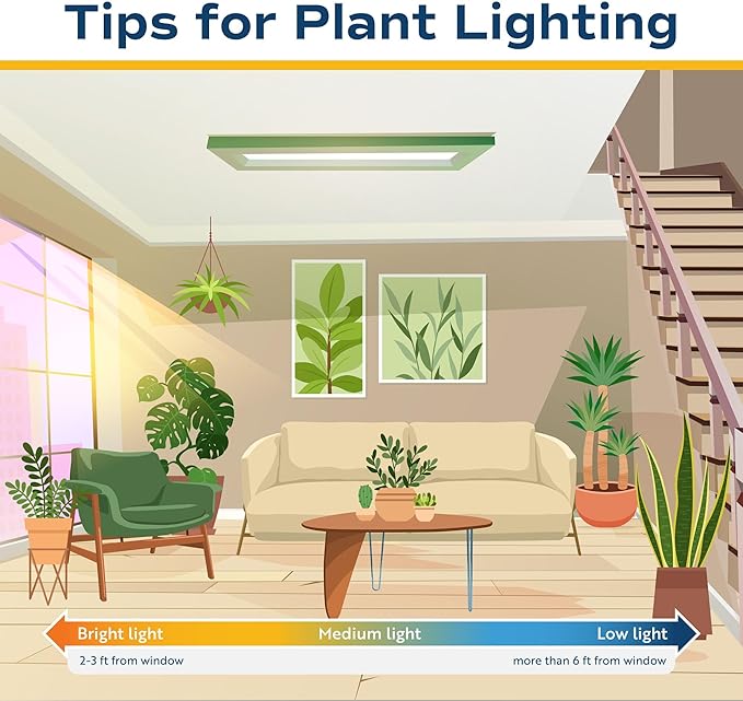 Costa Farms Ficus Live Plants (Pack of 6), Easy to Grow Live Indoor Houseplants, Grower's Choice Collection, Potted in Minimal Decor Plant Pots, Potting Soil, Housewarming Gift, Home and Room Decor
