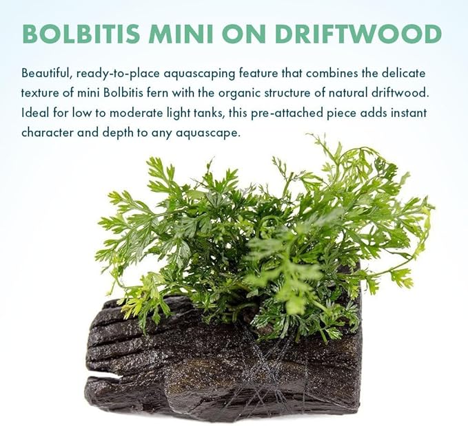 SubstrateSource Live Planted Decor - Mini Bolbitis on Driftwood - Foreground to Midground Epiphytic Fern for Aquascaping, Aquarium Decor - Small