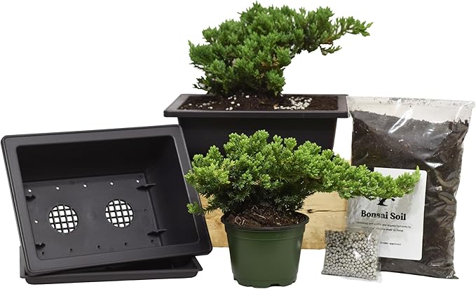 Flora's Market Bonsai Kit - Full kit Nana Juniper Bonsai with Fertilizer and Soil (Nana Juniper)