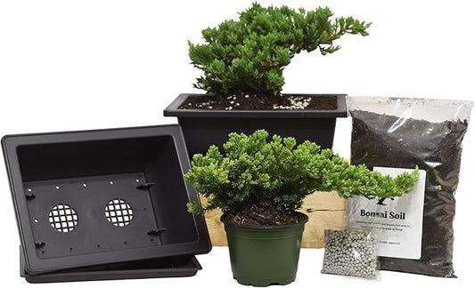 Flora's Market Bonsai Kit - Full kit Nana Juniper Bonsai with Fertilizer and Soil (Nana Juniper)