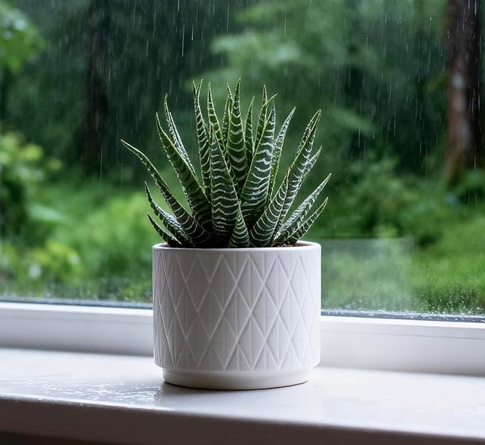 Kurrajong Farmhouse Artificial Succulent Plant in Matte White Ceramic Pot | Dark Green Aloe Plant | Great as Desk Decor or Bathroom Decor | Beautiful Realistic Faux Succulent with no Maintenance