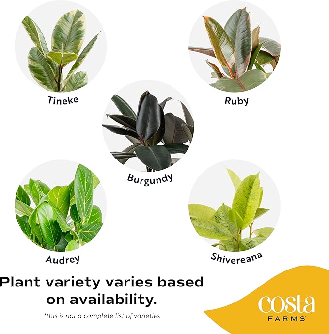Costa Farms Ficus Live Plant | Beautiful Potted Houseplant in 10-Inch Decorative Plant Pot | 22-40 Inches Tall, Grower's Choice Variety | Potting Soil | Garden or Birthday Gift | Room and Home Decor