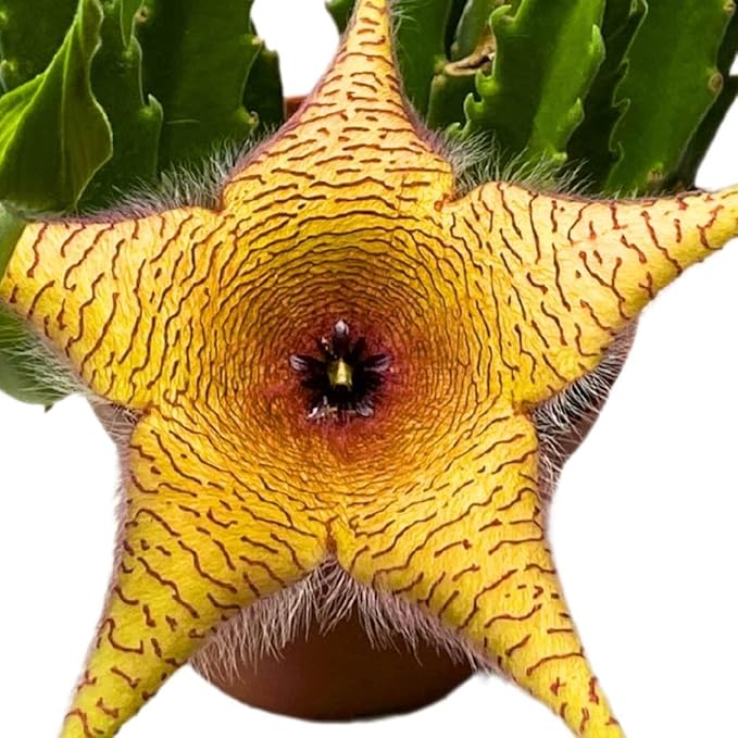BubbleBlooms Stapelia gigantea, Giant Starfish Flower, Rare Huernia, Zulu Carrion Giant Plant, 4 inch Pot