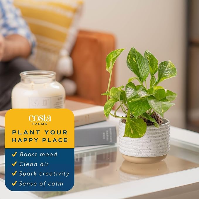 Costa Farms Live Plants (Pack of 2), Easy to Grow Live Indoor Houseplants in 3.8-Inch Plant Pots, Hand-Selected Varieties, Home and Room Decor, 8-10 Inches Tall