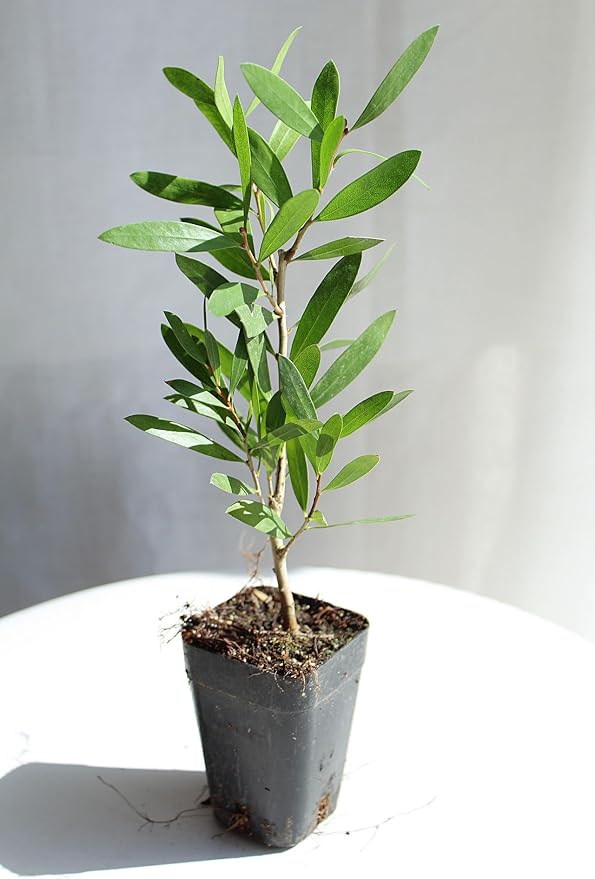 Generic Purple Bottlebrush Starter Plant Callistemon Citrinus Jeffersii Starter Plant Shrub Pink Floral Live Plant Landscape Outdoor Garden Plant