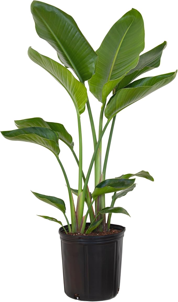 United Nursery White Bird of Paradise – Strelitzia Nicolai in 10” Grower Pot – 32–36 Inches Tall – Large Tropical Indoor Plant – Easy-Care Air-Purifying Floor Plant for Home or Office