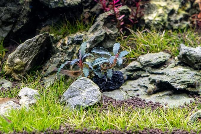 SubstrateSource Live Aquarium Plants on Driftwood, Lava Rock, Moss Mat - Freshwater Fish Tank Plants (Bucephalandra Godzilla on Lava Stone)