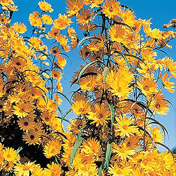 Maximilian Sunflower Seeds - Attracts Bees and Butterflies - Perennial Sunflower Native to North America, Approximtely 600 Seeds (Pack of 2)