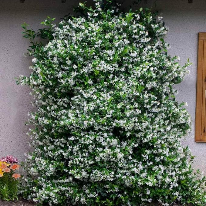 2 Night Blooming Jasmine Plants Live, Climbing Jasmine Indoor Outdoor Live, Fragrant, 5-9" in Tall, No Pot, Hardy and Fast-Growing