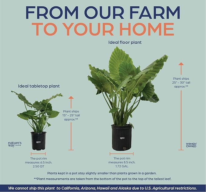 Nature's Way Farms Alocasia California Live Plant 25-30 in. Tall in Grower Pot