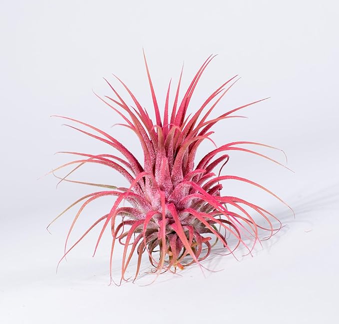 Air Plants - Tillandsia Ionantha - Organically Enhanced Color - Live Arrival Guaranteed - House Plants for Home Decor & Gift (Coral_Glow_1pk+Black_Planter)
