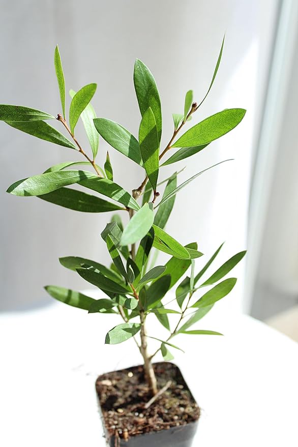 Generic Purple Bottlebrush Starter Plant Callistemon Citrinus Jeffersii Starter Plant Shrub Pink Floral Live Plant Landscape Outdoor Garden Plant