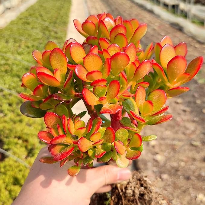 Dwarf Jade with White Stripe Pot, Live Crassula Ovata Crosby's Compact, Rare Cute Succulent Plant in 4" Planter, Home Office Décor