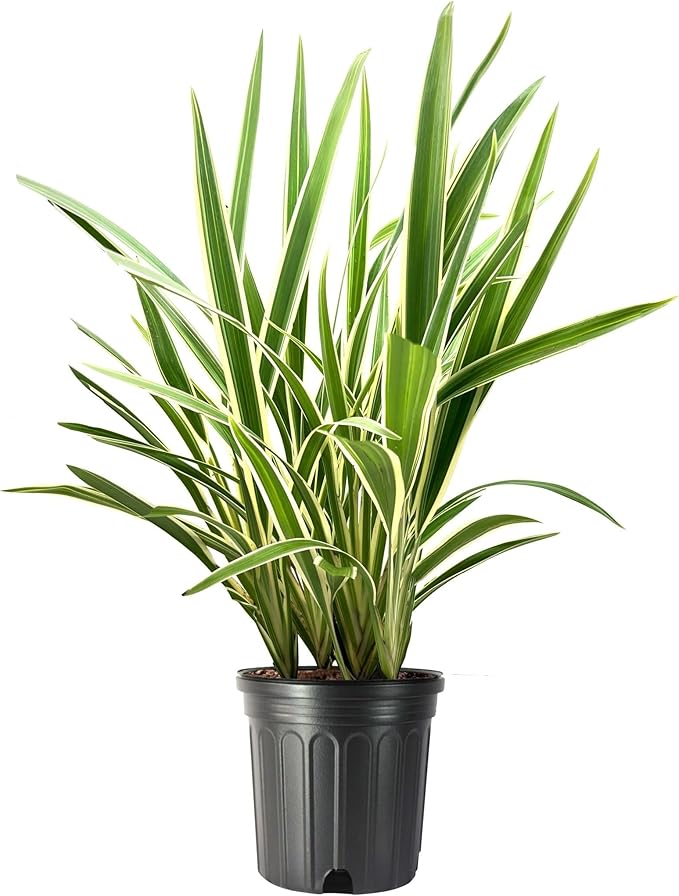 Variegated Flax Lily I 2 Large Gallon Size Plants I Dianella Tasmanica I Live Striking Green and White Foliage, Drought-Resistant, Evergreen Perennial