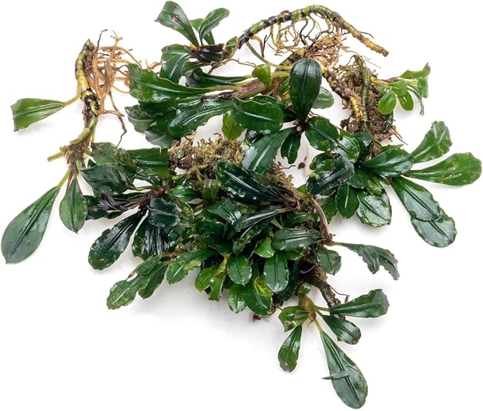 SubstrateSource Bucephalandra Arrogant Blue Live Aquarium Plant - Natural Freshwater Fish Tank Decorations and Aquatic Decor (Small Clump (3-5 Plants))