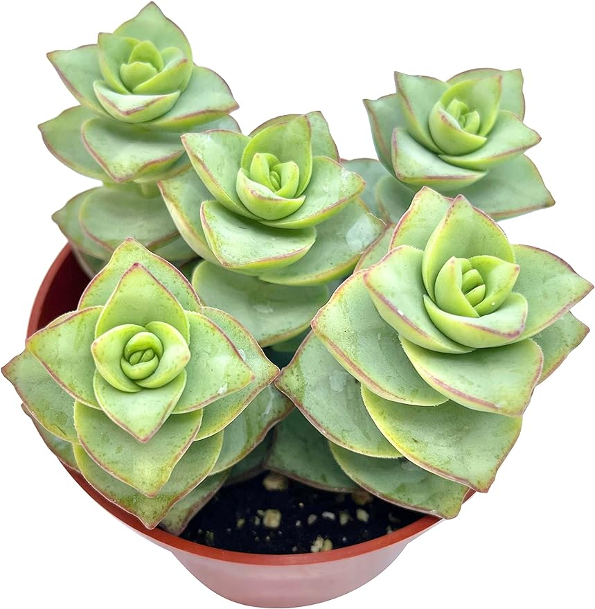 Live Succulent 4" Crassula Perforata Ivory Towers, Succulents Plants Live Fully Rooted House Plant for Home Office Decoration, DIY Projects by The Succulent Cult