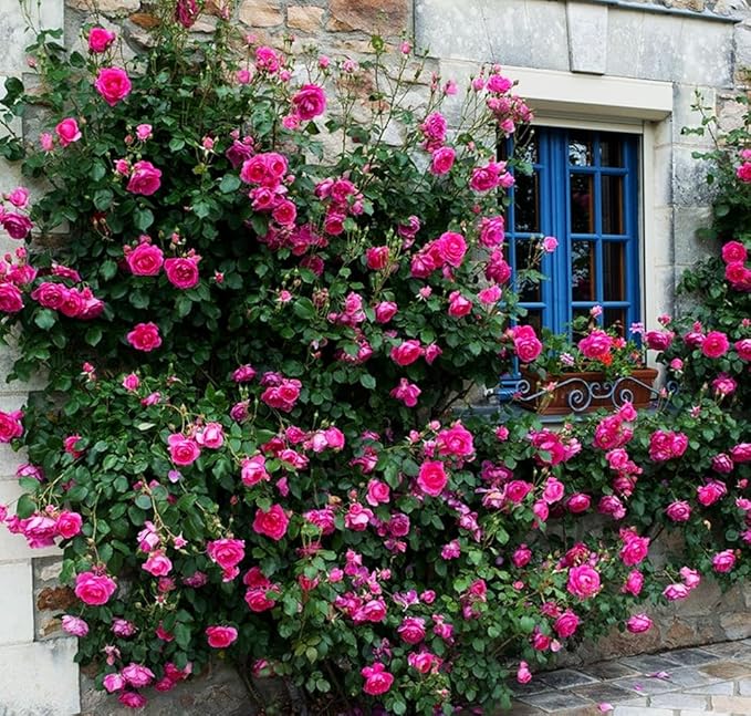 Hybrid Mixed Color Climbing Rose Rosa Bush Vine Climber Fragrant Butterfly Flower 100 Seeds Long-Blooming