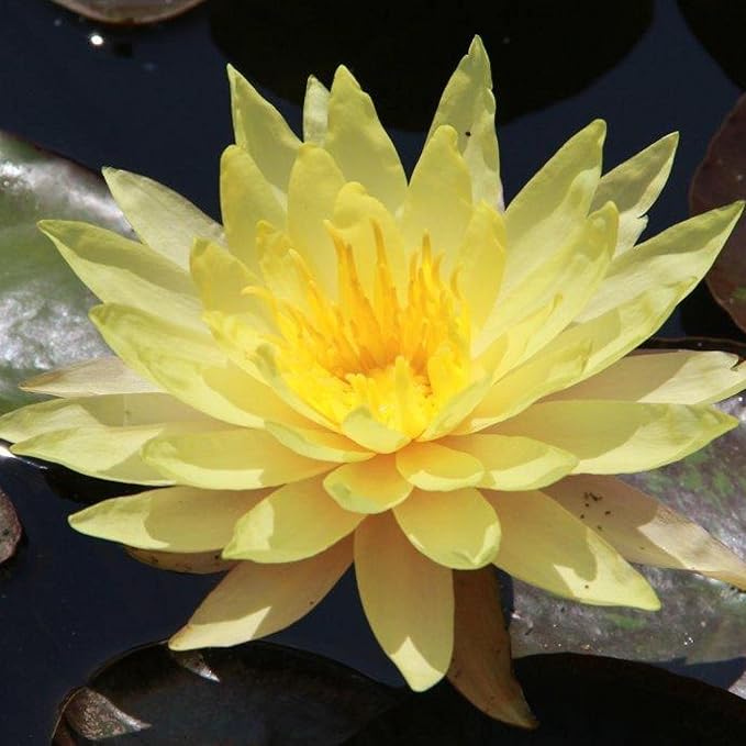 Pin Waree Live Perennial Water Lily Perfect Pond Plant Pre Grown Bare Root Waterlily Outdoor Koi Pond or Container Ponds Lillies pregrown Lilly pad