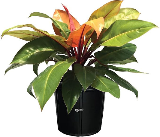 Nature's Way Farms Philodendron Prince of Orange Live Plant (25-30 in. Tall) in Grower Pot
