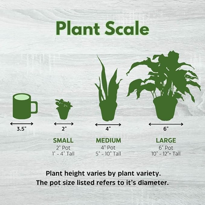 BubbleBlooms Stapelia gigantea, Giant Starfish Flower, Rare Huernia, Zulu Carrion Giant Plant, 4 inch Pot