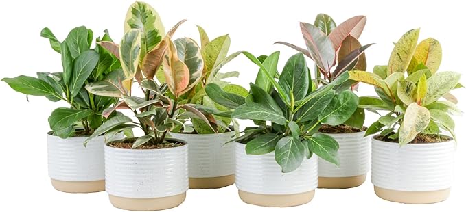 Costa Farms Ficus Live Plants (Pack of 6), Easy to Grow Live Indoor Houseplants, Grower's Choice Collection, Potted in Minimal Decor Plant Pots, Potting Soil, Housewarming Gift, Home and Room Decor