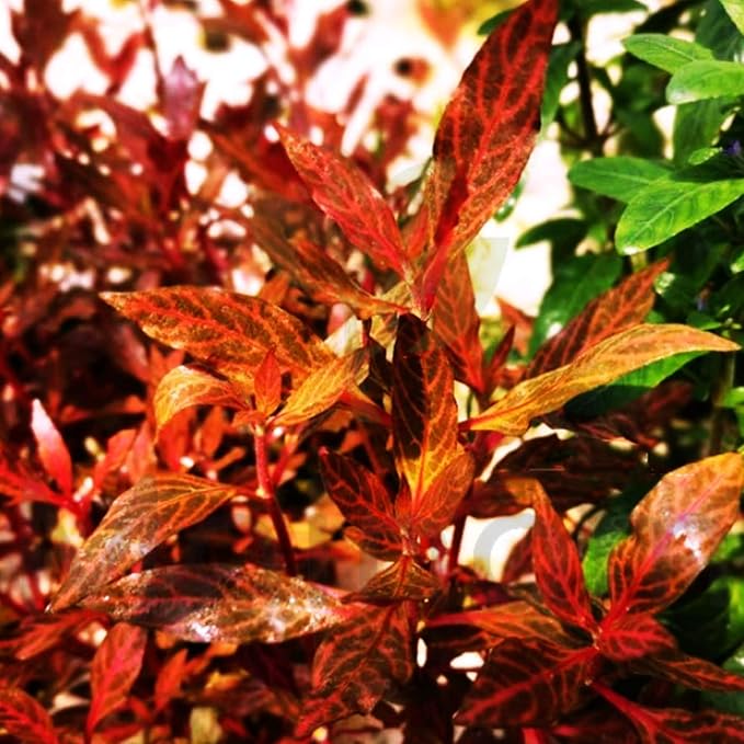Alternanthera Reineckii VAR. Rosanervig Mini Freshwater Red Stems Live Aquarium Plant