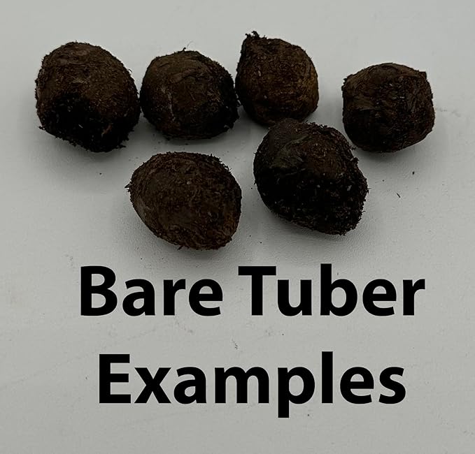 Red Tiger Lotus Lily Bulb Nymphea zenkeri Live Aquarium Plant Guarantee to Grow Rhizome Root Also for Bonsai Bowl or Patio Water Feature Awesome Aquatic (1, Red Tiger Lotus)