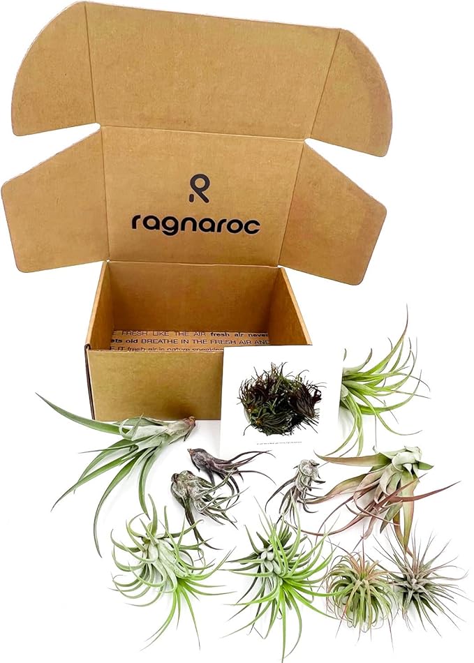 ragnaroc Air Plants - Freyja Gift Box - 10ct - Live Arrival Guaranteed - House Plants for Home Decor & Gift