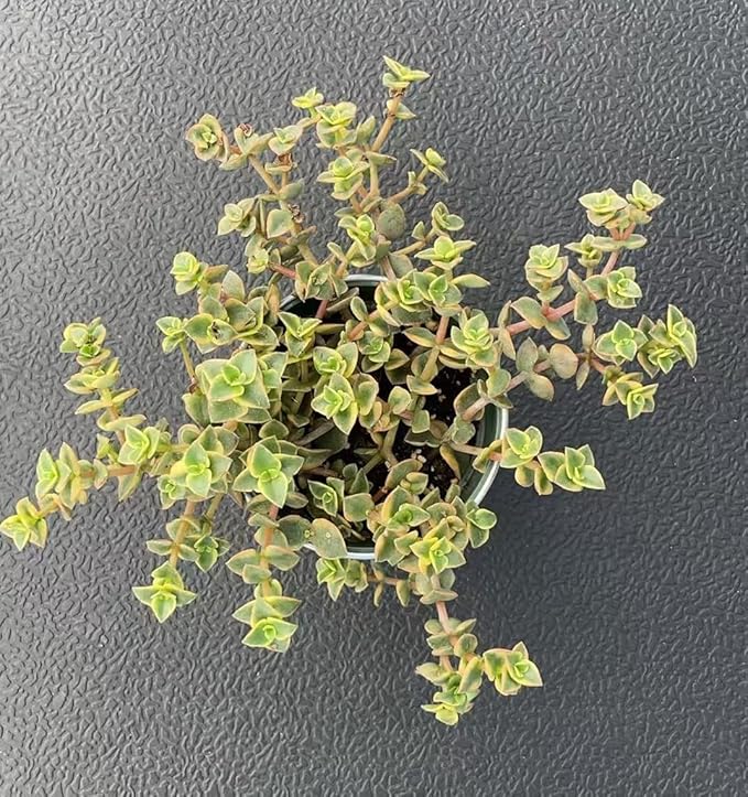Sprout N Green Crassula pellucida SSP marginalis f rubra with Vintage Metal Pot, 4in Live Succulent Fully Rooted with Soil Mix, Rare House Plant for Home Garden Decor