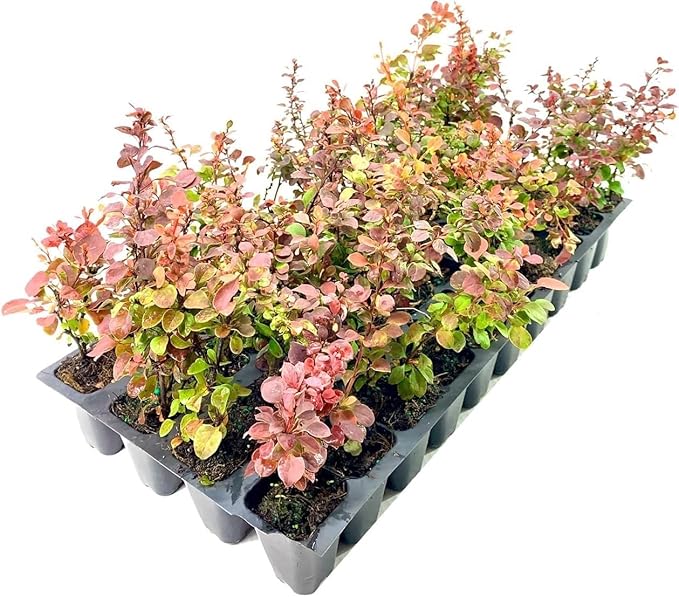 Barberry Rosy Glow | 20 Live Plants | Vibrant Dual-Toned Foliage, Ideal for Landscaping & Hedging, Hardy & Drought-Tolerant, Live Decorative Shrub Plant