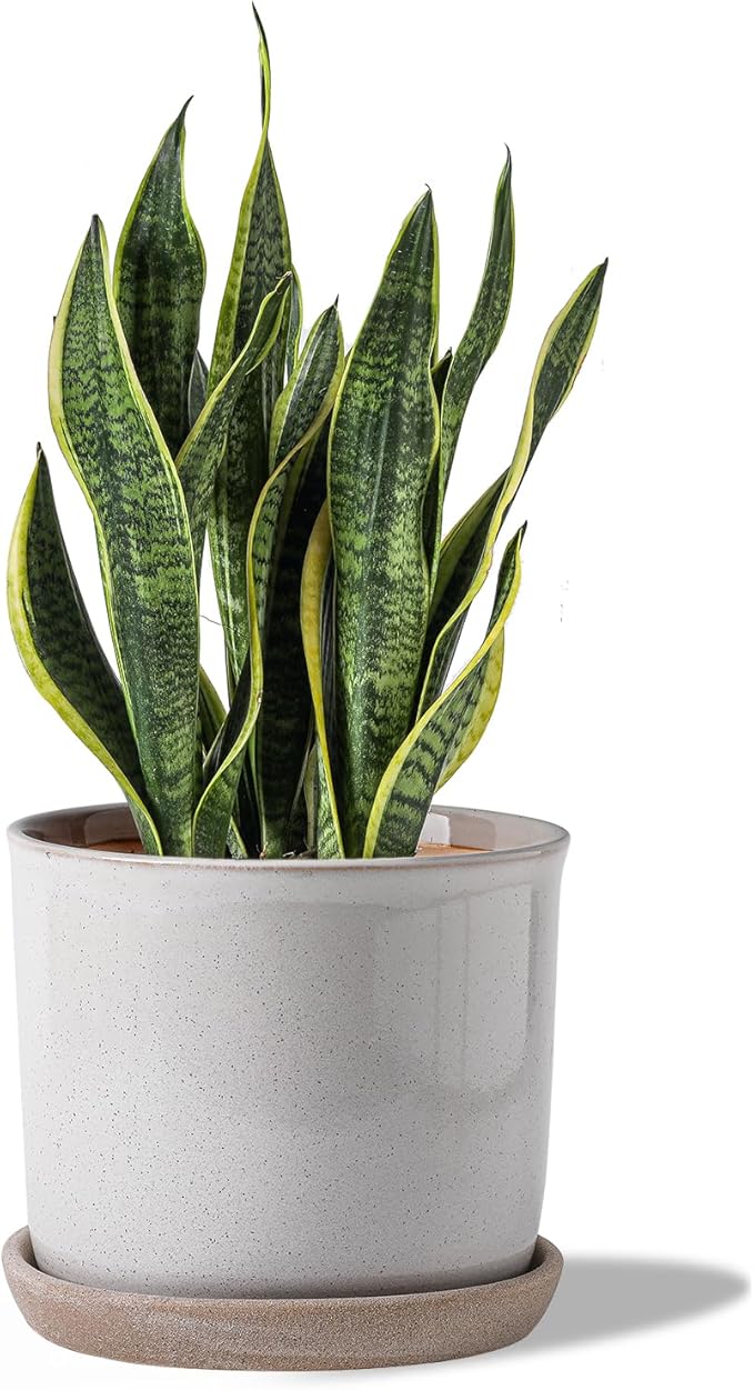 8 Inch Plant Pot: Ceramic Planter with Drainage Hole & Saucer - Cylinder Round Flowerpot for Indoor & Outdoor Plants - with Separate Tray for Home & Office - Retro Style, Grey
