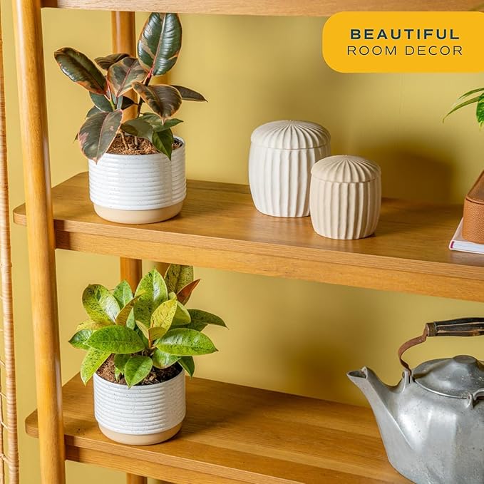 Costa Farms Ficus Live Plants (Pack of 2), Easy to Grow Live Indoor Houseplants, Grower's Choice Collection, Potted in Minimal Decor Plant Pots, Potting Soil, Housewarming Gift, Home and Room Decor