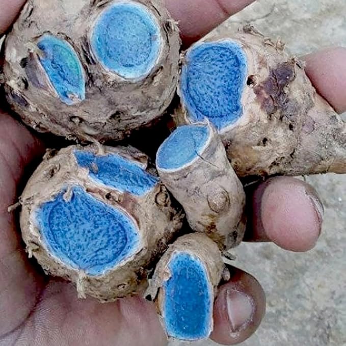 Premium Live Black Turmeric (Curcuma caesia) Plants - Rare Herbal Medicinal Plant, Perfect for Home Gardens (2 Black Turmeric Cups)