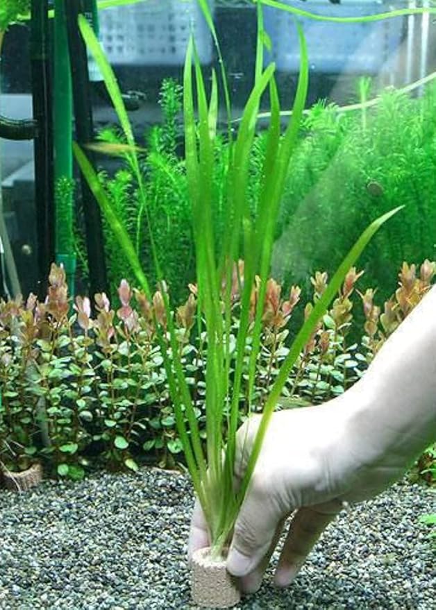 Live Jungle Vallisneria American Val Plant - Provides Canopy on Tank Top & Shelter to Baby Fish - Fast Growth, Long Lasting & Easy to Care Aquatic Plants - 6 Plants - Green