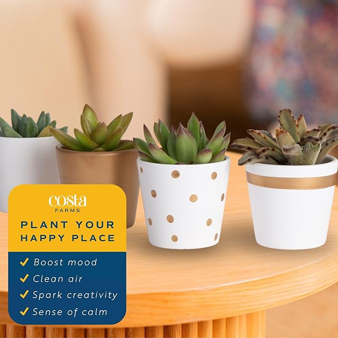 Costa Farms Succulents (24 Pack), Live Mini Succulent Plants in Ceramic Decor Planter Pots, Indoor Houseplants in Potting Soil, Bulk Baby Shower Gifts, Party Favors, Bridesmaid Gifts, 2-Inches Tall