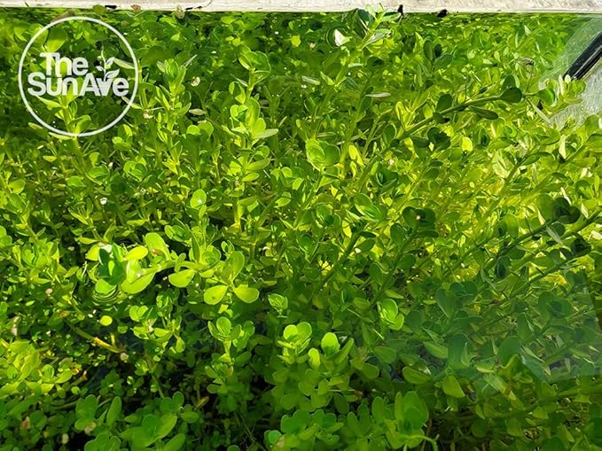 1. Bacopa Monnieri Easy Freshwater Live Aquarium Plant with Roots (7+ Stems)