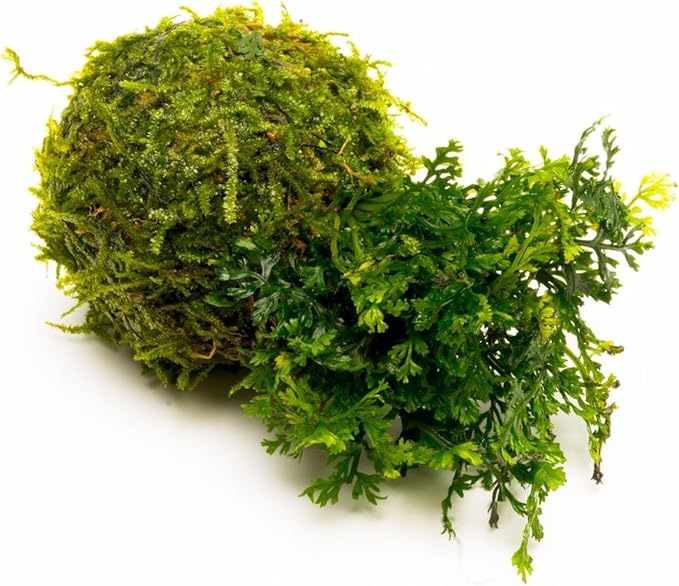 SubstrateSource Live Aquarium Plants on Driftwood, Lava Rock, Moss, Fiber Mat - Freshwater Fish Tanks - Easy, Beginner Friendly (Mini Bolbitis on Clay Moss Ball)