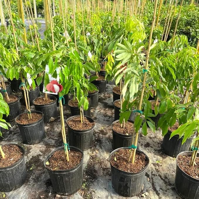 GARDENERA Premium Lychee Potting Soil Mix - Perfect Balance of Nutrients, Drainage, and Aeration for Thriving Lychee Trees - 20 Quart