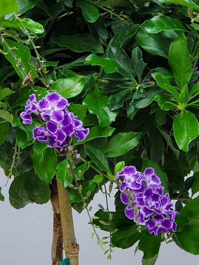 Duranta Tree Live Plant - Purple Showers - Overall Height 36" to 42" - Tropical Plants of Florida (Plant in Growers Pot)