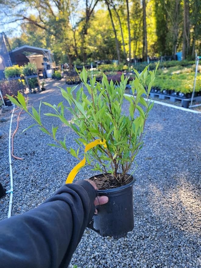 Frost Proof Gardenia (Cape Jasmine) - Trade Gallon
