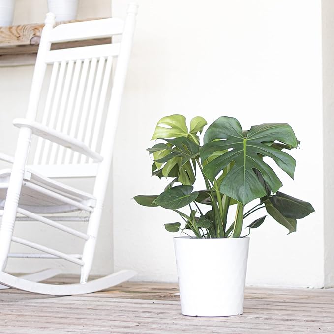United Nursery Monstera Deliciosa – Swiss Cheese Plant in 10” Grower Pot – 24–28 Inches Tall – Tropical Air-Purifying Indoor Plant with Split Leaves – Easy-Care Greenery for Home or Office