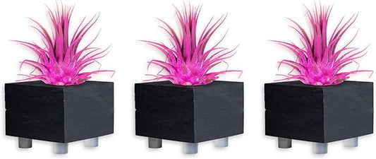 Air Plants - Tillandsia Ionantha - Organically Enhanced Color - Live Arrival Guaranteed - House Plants for Home Decor & Gift (Rose_Pink_3pk+3_Black_Planters)