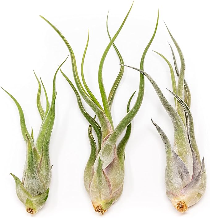 Tillandsia Caput Medusae Air Plants - Live Succulent House Plants - Available in Wholesale and Bulk - Home and Garden Decor - Easy Care Indoor/Outdoor Air Plant (Pack of 3)