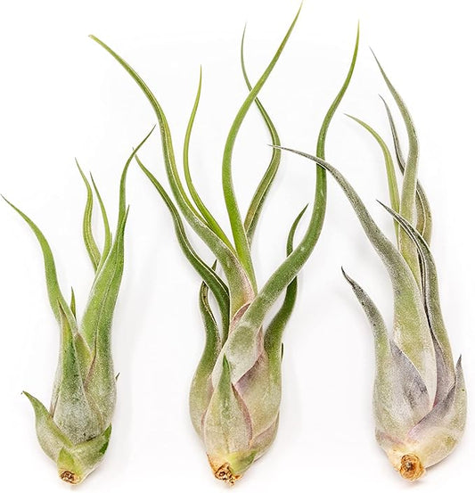 Tillandsia Caput Medusae Air Plants - Live Succulent House Plants - Available in Wholesale and Bulk - Home and Garden Decor - Easy Care Indoor/Outdoor Air Plant (Pack of 3)