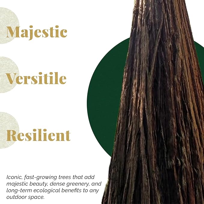 3 Coastal Redwood Trees – Live Plants – Sequoia sempervirens – Thriving in 3” Deep Nursery Cubes – 5-8” Tall, Fast-Growing & Majestic Evergreen